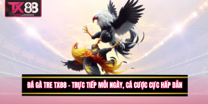 Đá Gà Tre TX88 – Trực Tiếp Mỗi Ngày, Cá Cược Cực Hấp Dẫn